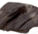 Fragment de schiste bitumineux- MHN Autun
