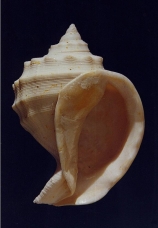 Galeoda nodosa carinata 