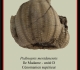 pedinopsis-meridanensis-b-893x1024