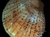 Spondylus radula lamarck - Photo Didier Kauffmann et Maryse Le Gal