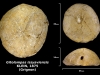 Gitolampas issyaviensis trouvé en avril 2018 dans la couche à campaniles - photo Delphin mai 2018