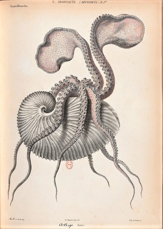 Alcide d'Orbigny - Planche Argonauta argo - Histoire Naturelle Générale... (1835)