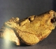 Tête de cheval hennissant - Grotte du Mas d'Azil - Magdalénien - Photo MAN la collection Piette
