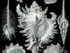 De gauche à droite : Conus imperialis, triumphans, Harpa röding, Murex pecten, Chicoreus ramosus, Fusinus colus, Astraea heliotropium. Mollusques gastéropodes - Ernst Haeckel "Kunst Formen von der Natur" (1904)
