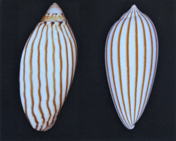 A gauche photo Amoria ellioti - A droite modèle 2D  © Hans Meinhardt "The algorythmic beauty of sea shells" ed Springer 2003