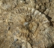 Aperçu sur des ...bouts d'ammonites