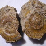 ammonite sp