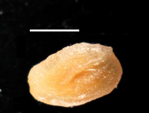 AA10g.Antenniidarum G Comb5 1 copy
