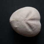 micraster leskei