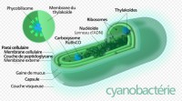 Schéma d'une cyanobactérie - © Kelvinsong