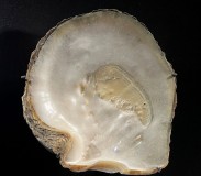 Pincatada maxima (Jameson, 1901)