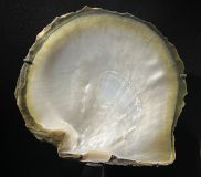 Pinctada margaritifera (Linnaeus, 1758)