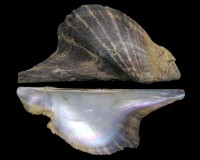 Pteria colymbus (Roding, 1798)