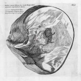 Représentation de Pinctada margaritifera - Martin Lister -Appendix ad Historiæ conchÿliorum (1692)