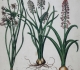 Hyacinthus et Ornitrogalum - Arader Galleries
