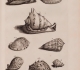 "D'Amboinsche Rariteitkamer..." (1705) - Planche 23 Cassis : A Cassis tuberosa Cornuta (appellation encore en usage), B Cassis rubra, C Cassis pennata, D Cassis aspera