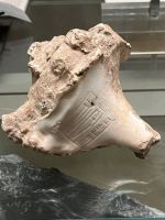 Fragment de Murex ramosus gravé au nom du roi Rimush Akkad - Lieu de découverte Babylonie/Sumer - Musée du Louvre -  ©JD