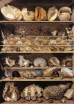 Choix de 71 coquillages rangés sur des rayons - aquarelle gouachée - Leroy de Barde - 1803 - Acquisition Louis XVIII et don au Musée du Louvre