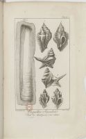 "en fig. 2 et 3 Murex tripteris, Linn. Fossile de Grignon, de la plus parfaite conservation… - Faujas de saint Fond - Essai de Géologie (1809)