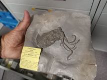Holotype de Proteroctopus ribeti (Fisher and Riou,1982)
