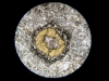 Détail au microscope de cette lame : un cristal de hornblende entouré d’une couronne réactionnelle d’altération (en lumière polarisée non analysée).