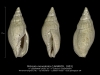 GA202-18 Mitreola monodonta