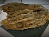 Bois fossile trouvé par le club à Villejust 77