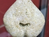 Moira- Schizaster Velaini (face adorale) - Calcaire grossier - Vesly