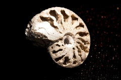 06-Ammonite (prov. Russie). Collection Michel Nguyen. Photo François H. Nicoly
