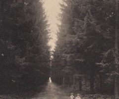 Grignon - Allée des épicéas. Carte postale collection Maryse Le Gal