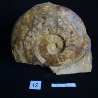 Ammonites 12 : Esericeras fascigerum - Toarcien sup.