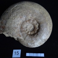 Ammonites 15 : Pseudommatoceras boyeri - Toarcien sup.