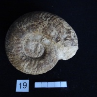 Ammonites 19 :  Hammatoceras insigne - Toarcien sup.