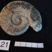 Ammonites 21 : Grammoceras striatulum - Toarcien moy.