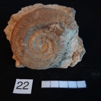 Ammonites 22 : Hildoceras bifrons - Toarcien moy à inf.