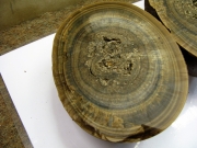 L'intérieur évoque la structure fibreuse et rayonnante des rostres de bélemnites ; l'aspect chatoyant évoque également 'l’œil de tigre' et l'ordonnancement de ses fibres soyeuses jaunes à brunes