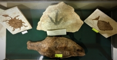 Empreinte de dinosaure. Moulages poissons réalisés à l'atelier