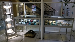 Vitrines Corail et Brachiopodes