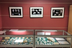 Au dessus des vitrines du Club 'Les ammonites du Bajocien normand' et 'les fossiles de Grignon', 3 tirages en N&B des planches de Delphin réalisés par Christian Brion Pdt du Club Objectif Image Paris.