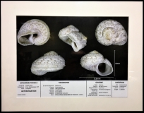 La planche Cirsochilus lamarckii de Delphin.