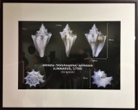La planche Athleta spinosus de Delphin.