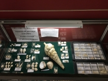 La vitrine des fossiles de Grignon.