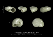 GA33-08 Leucorhynchia callifera