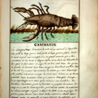 La Langouste - Histoire Naturelle des Animaux- Elie Richard 1700 - extrait du site Curiositas