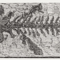 Johan Scheuchzer - Homo diluvii testis - Bois gravé 1893.