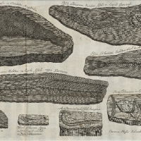 Planche II - Piscium querelae et vindiciae - 1708