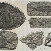 Planche IV - Piscium querelae et vindiciae - 1708