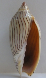 Amoria ellioti (Sow, 1864) © Jan Delsing
