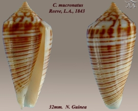 Conus mucronatus © Almed