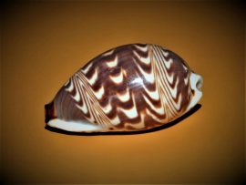 Palmadusta diluculum - famille Cypraeidae - © Hectonichus